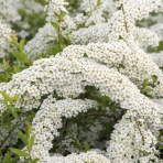 Tavoľník sivý (Spiraea × cinerea) ´GREFSHEIM´ - výška 20-40 cm, kont. C3L
